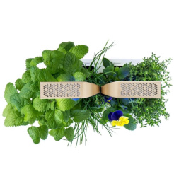 Véritable CONNECT - biele/šampanské + 4 bylinkové náplne