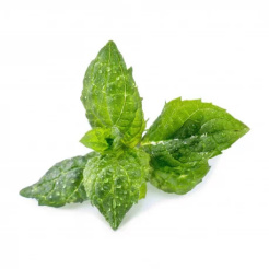 Véritable Lingot Mint